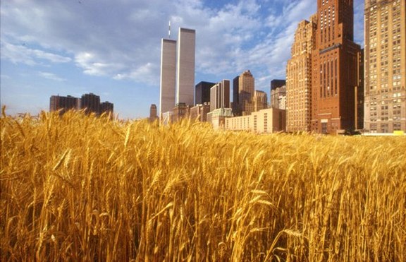 View with New York Financial Center Wheatfield ? A Confrontation: Battery Park Landfill, Downtown Manhattan © Agnes Denes 1982